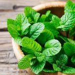 Obat infeksi lambung peppermint