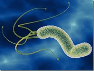 bakterli helicobacter pylori