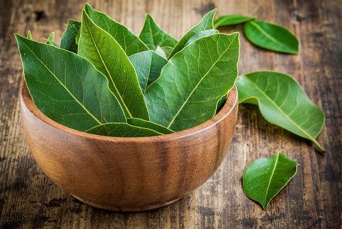 daun salam asam lambung